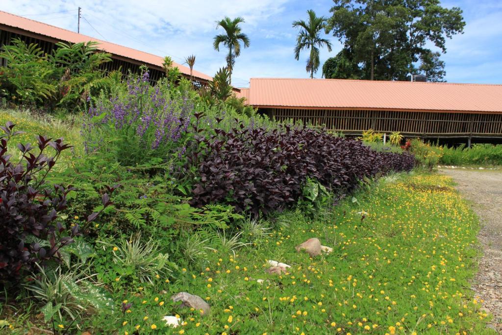 Sabah Tea Garden-Longhouses Ranau Exterior photo